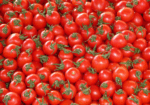Sagra te lu pommitoru schiattarisciatu
