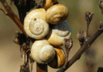 Sagra della cozza piccinna