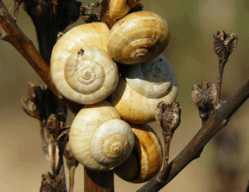 Sagra della cozza piccinna