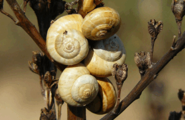 Sagra della cozza piccinna