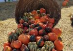 FlorPark – Campo di Zucche