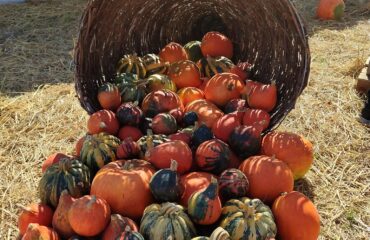 FlorPark – Campo di Zucche
