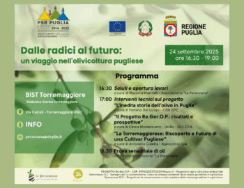 Dalle radici al futuro: un viaggio nell’olivicoltura pugliese