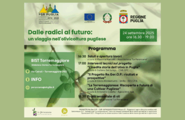 Dalle radici al futuro: un viaggio nell’olivicoltura pugliese
