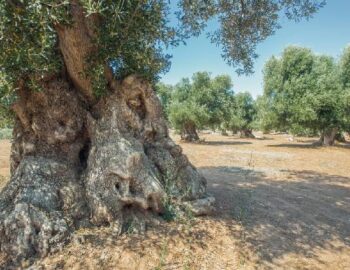 serranova-365-giorni-in-puglia