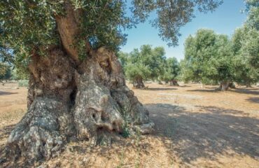 serranova-365-giorni-in-puglia