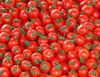 Sagra-te-lu-pommitoru-schiattarisciatu